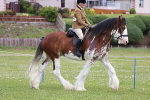 SIAL8472