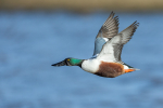 Northern Shoveler
