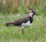 Lapwing