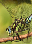Southern Hawker