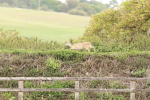 SBM_001137