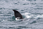 Humpback Whale  (fluke)