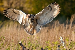 Eagle Owl (Bubo bubo) ...