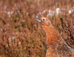 Red Grouse - Lagopus lagopus