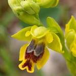 Slcilian Ophrys (Ophrys lutea subsp sicula) 
