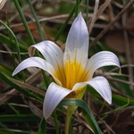 Sand Crocus (Romulea bulbocodium)