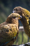 Keas