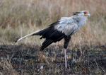 Secretary Bird