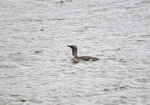 Red-throated Diver