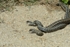 Dancing  Adders 