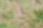 SBM_17528