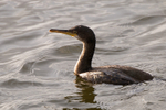 Shag