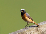 Redstart - Phoenicurus phoenicurus
