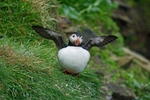 Puffin