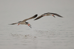 Two Black Skimmers in ...