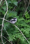 Long Tailed Tit,Swords