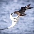 BBW-01-Gannet & Bonxie #1