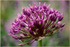 Allium 'Purple Rain'