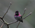Anna's Hummingbird male