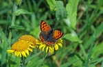 Small Copper