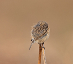 Stonechat (f) - Saxicola rubicola