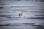 Polar bear  8140