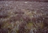 White Cows I