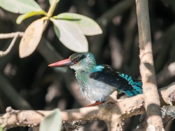 Blue Breasted Kingfisher