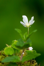 Wood Avens
