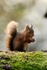 Red Squirrel 12