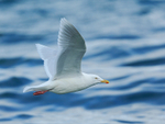 Glaucous Gull (adult) in flight, Grundarfjörður, Iceland