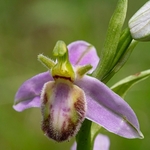 Bee Orchid Variation (Ophrys apifera var tilaventina).
