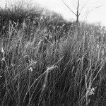Winter Goldenrod, Pennsylvania 2016
