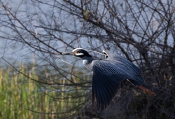 Yellow Crowned Night Heron _0016