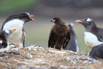 Striated Caracara enters Gentoo colony looking for eggs, Falklands