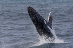 0A3A2602. Humpback Breach 10