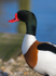 Close-up of a Shelduck (adult male, breeding) at Brownsea Island