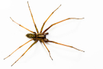 Common housespider