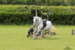 Class 21 - Working Hunter Ponies portfolio