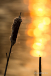 Bullrush at sunset