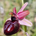 Siponto Ophrys (Ophrys sipontensis) ( syn. O. sphegodes ssp. sipontensis 