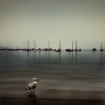 bird on cape cod bay [vintage]