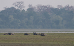 Buffaloes and Rhinos East gate