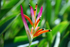 Extraordinary plant!