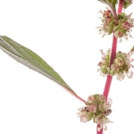 Pellitory of the Wall (Parietaria officinalis)   MYN in the garden at Podere Montecucco, Orvieto