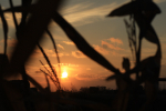 Corn Sunset