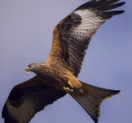 RED KITE 8