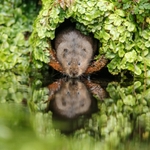 Water Vole SD2530