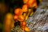 Sulphur Tuft Fungi - DSC_1897