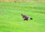 Common Buzzard
